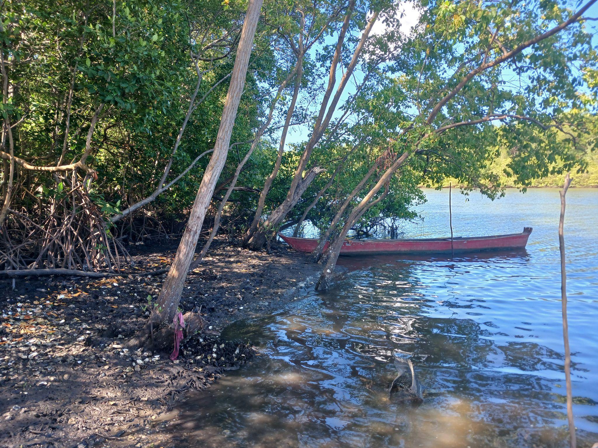 Passeio de barco pelo canal do manguezal com raízes gigantes — referência para os mitos de criação dos Saguis